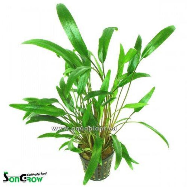 Cryptocoryne nevellii