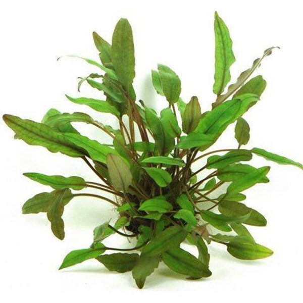 Cryptocoryne beckettii