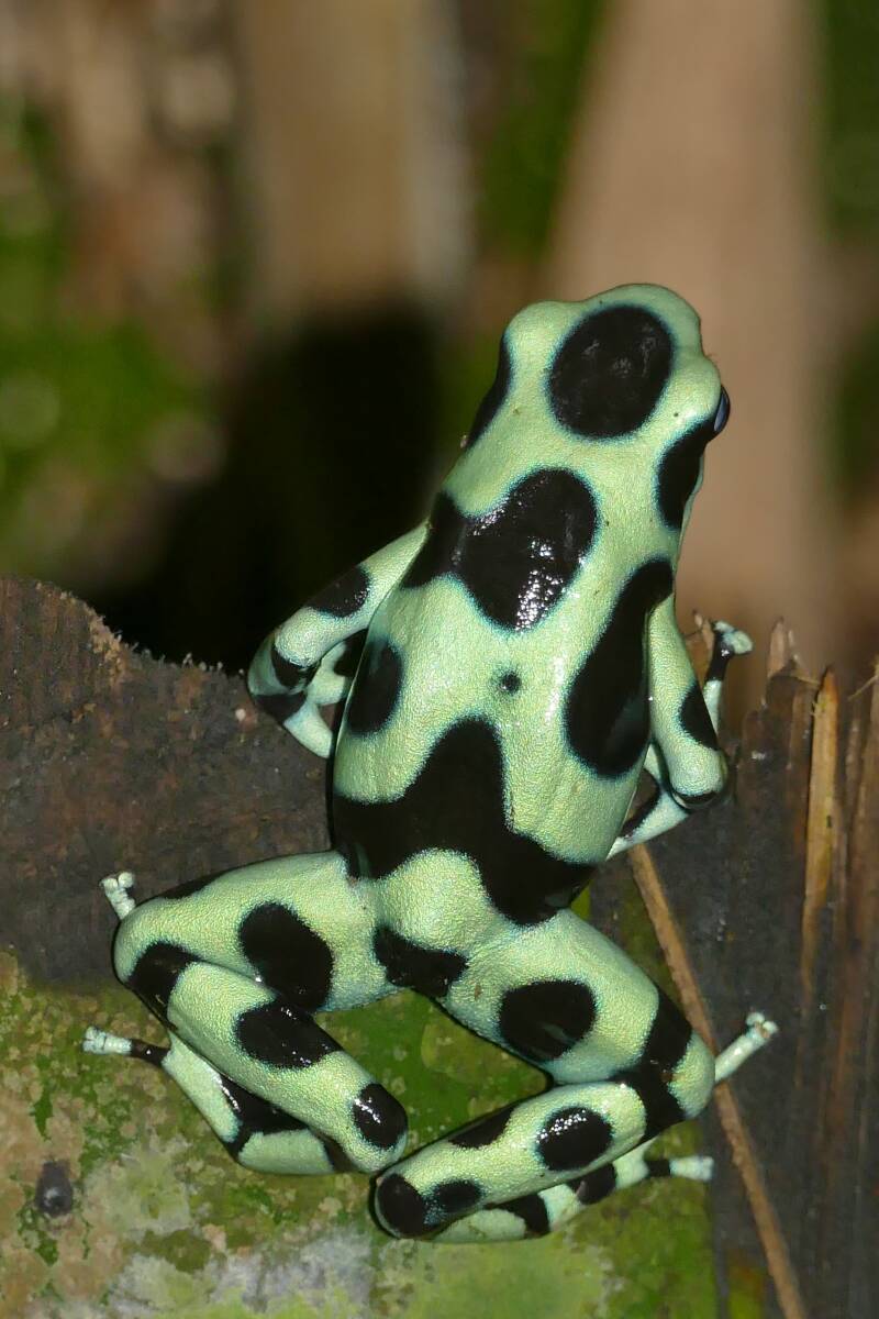 Groen-zwart gecamoufleerde Dendrobates auratus gifkikker zittend op een bed van vochtig mos.