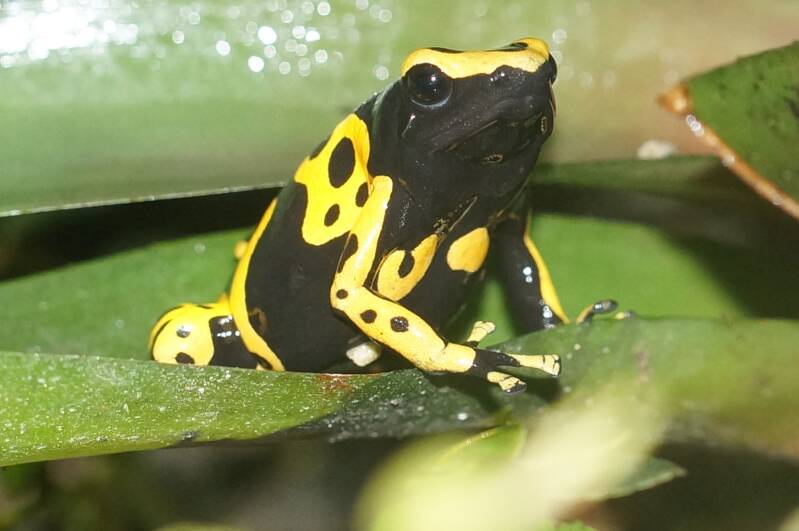 Gestreepte geel-zwarte bijengifkikker (Dendrobates leucomelas) op een groen blad in een bioactief terrarium.