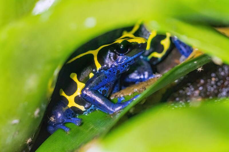 Geel-blauwe Dendrobates tinctorius pijlgifkikker zittend in de wateras van een tropische Bromelia.