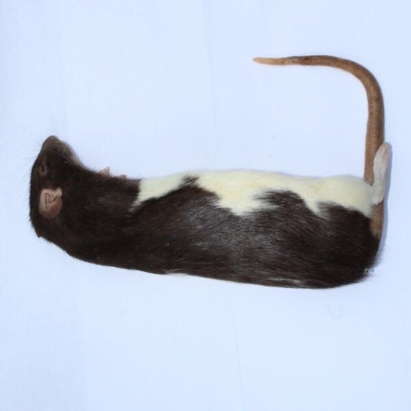 Diepvries volwassen XL rat (>-300gr)