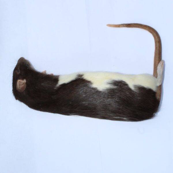 Diepvries volwassen XL rat (>-300gr)