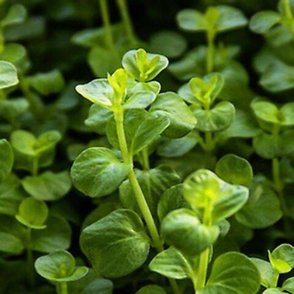 Lysimachia nummularia