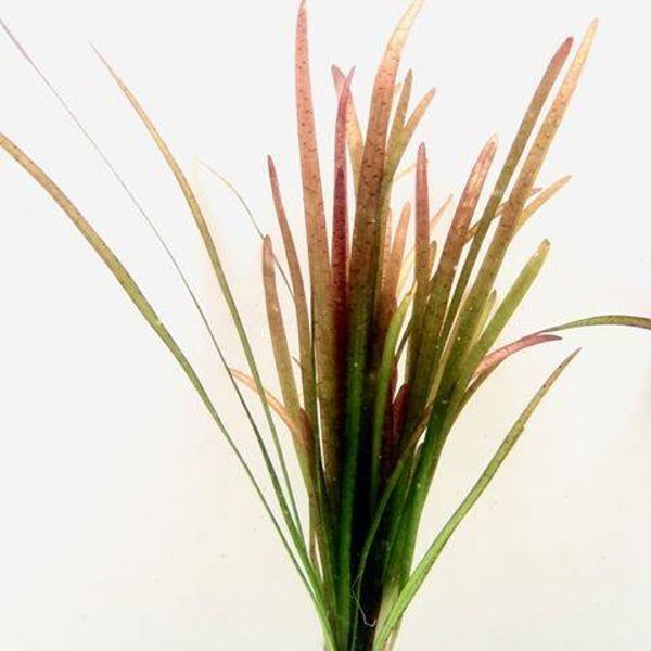 Vallisneria spiralis red