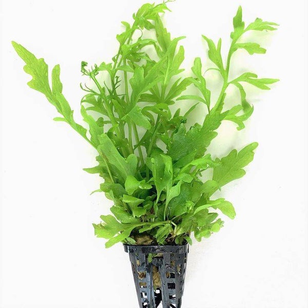 Ceratopteris cornuta (grof)