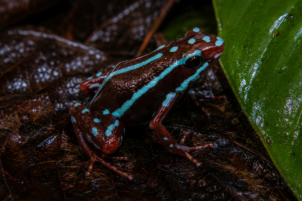 Epipedobates anthonyi "Blue Rio Saladillo"