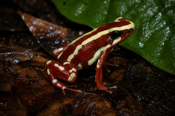 Epipedobates anthonyi