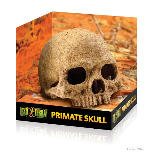 Exo Terra; Primate Skull