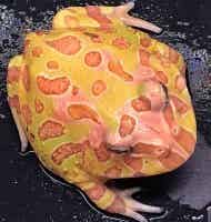 Ceratophrys cranwelli - Albino "Small"