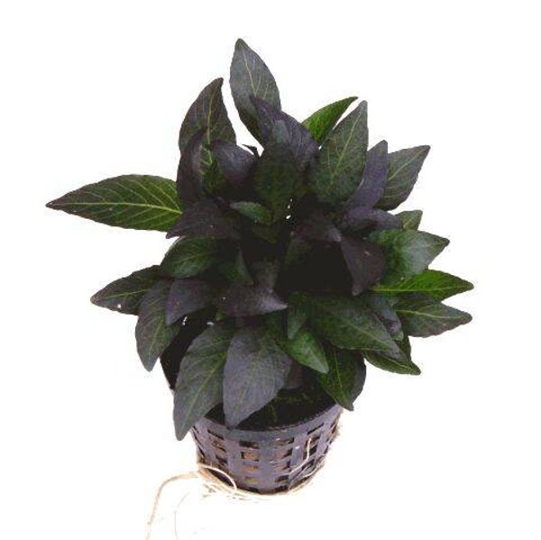 Hygrophila dwerg