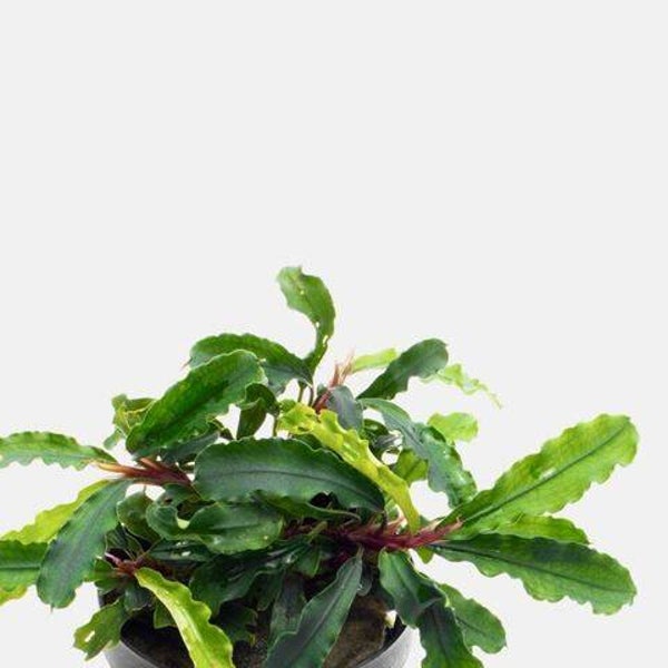 Bucephelandra green broad leaf