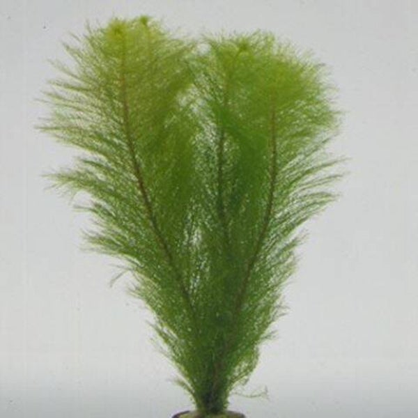 Myriophyllum pinnatum
