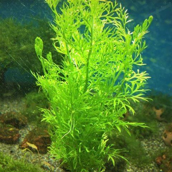 Certatopteris thalictroides