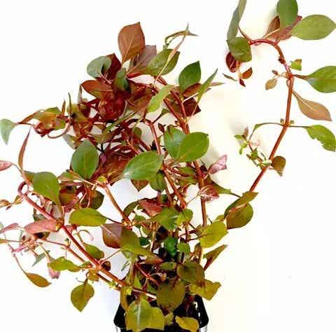 Ludwigia "Mini Super Red"