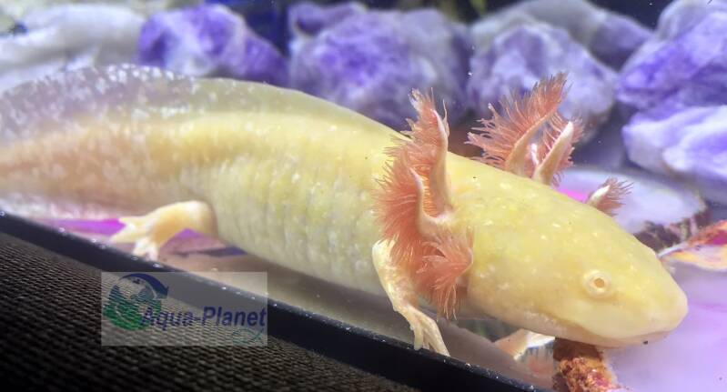 Close-up van een Golden Albino axolotl met glinsterende goudgele huid en roze kieuwen.
