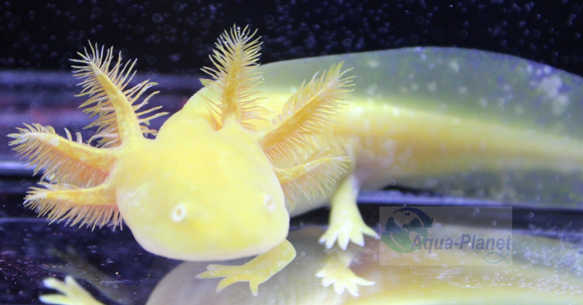 Axolotl - Golden Albino