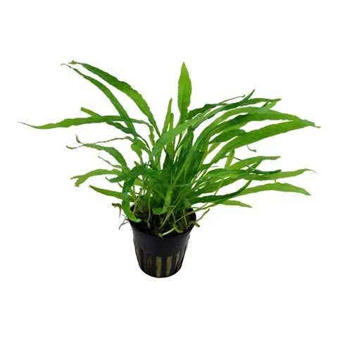 Microsorum narrow leaf