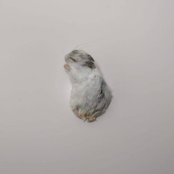 Hamster diepvries (20 -50gr)