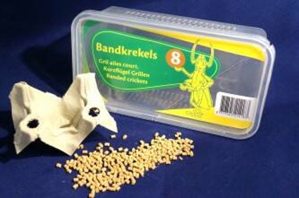 Bandkrekels 10x doosjes