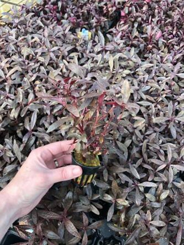 Alternantera sessilis