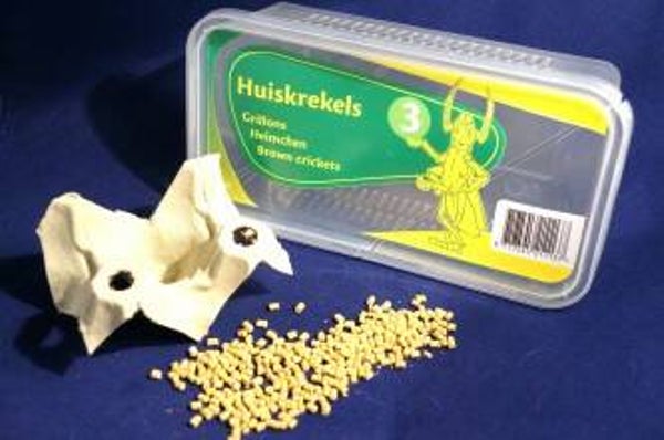 Huiskrekels