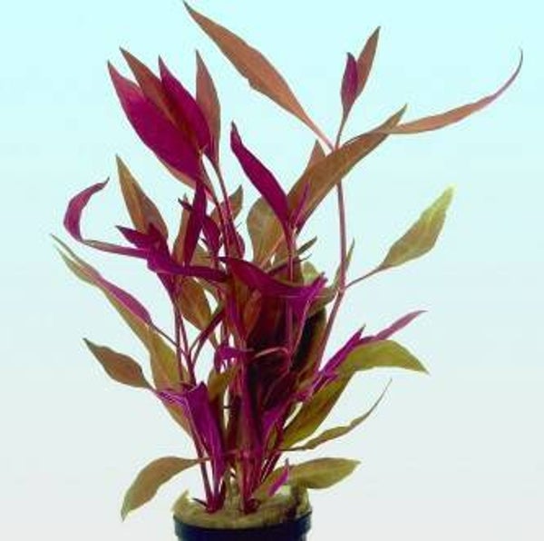 Alternathera rosaefolia