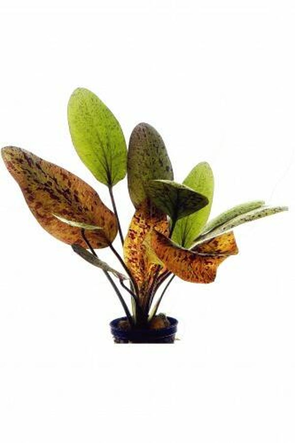 Echinodorus red look