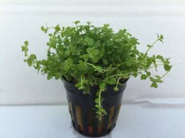 Micranthemum monte carlo