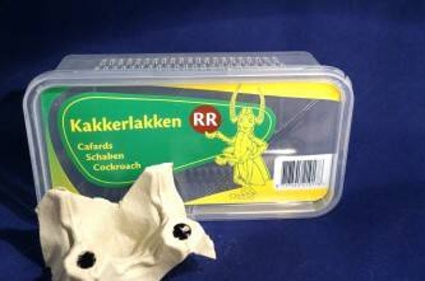 Kakkerlakken Shelfordella tartara, redrunners