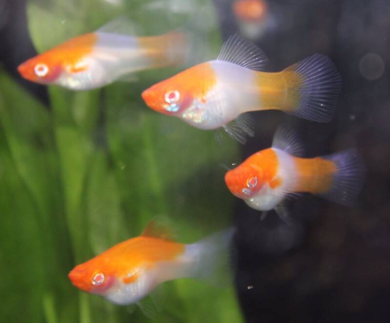 Oranje-wit gevlekte Koi zwaarddrager vis met een opvallend lang zwaard aan de staartvin tussen de aquariumplanten.
