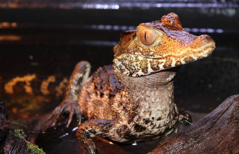Odin de dwergkaaiman rustend op een boomstam aan de waterkant in zijn terrarium
