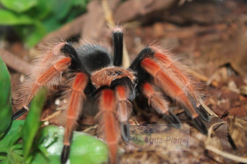 Kleurrijke Brachypelma boehmei vogelspin in een natuurlijk ingericht tropisch terrarium