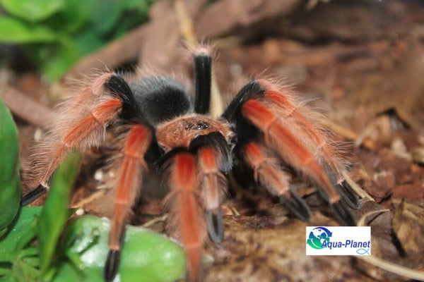 Brachypelma boehmei "Small"