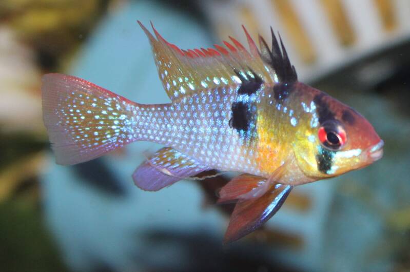 Kleurrijke Mikrogeophagus ramirezi Asia dwergcichlide met rode en gele accenten op een fijne zandbodem