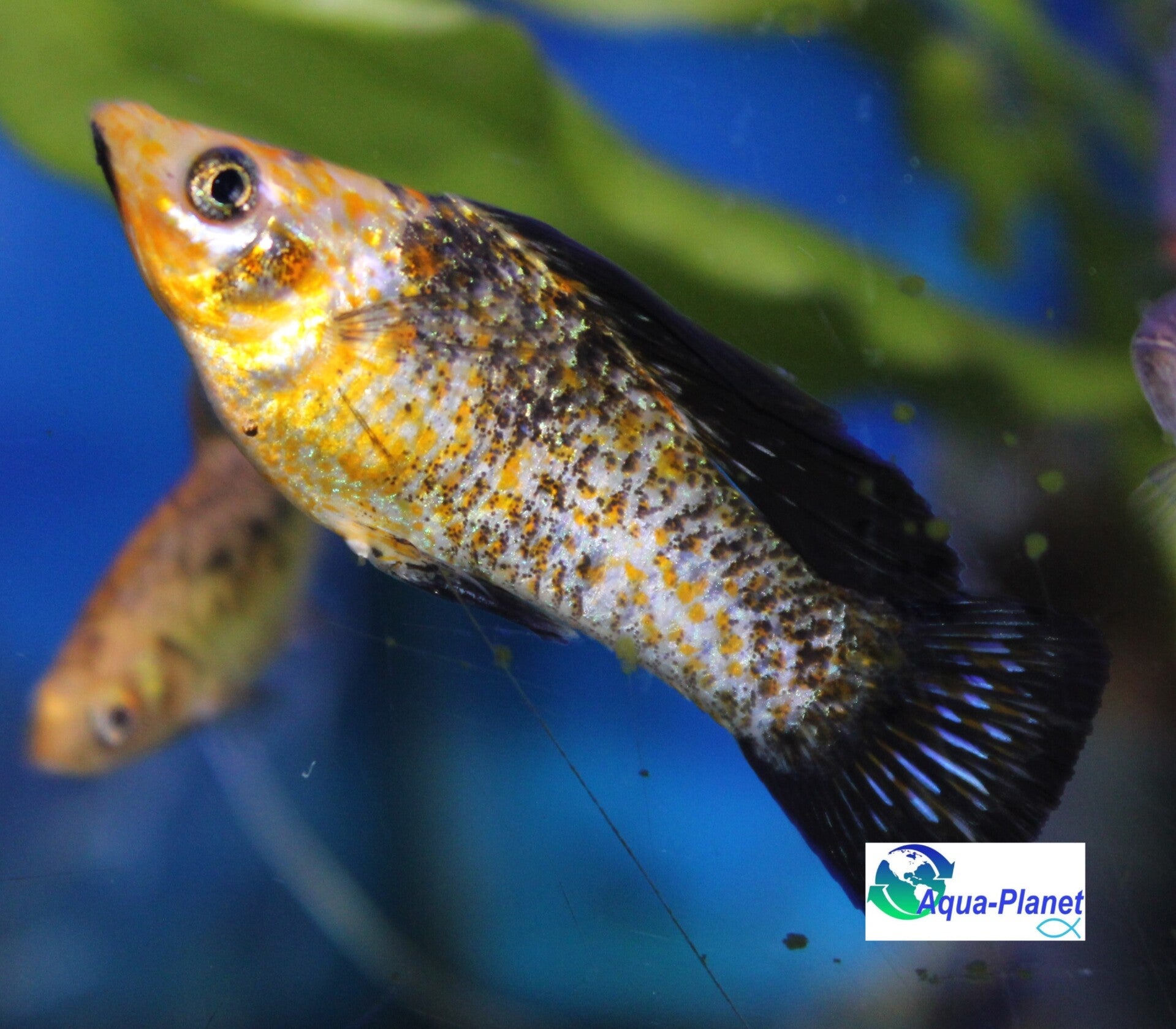 Poecilia sphenops "Mix"