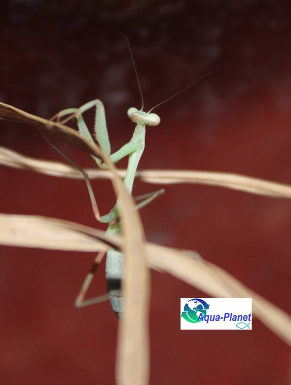 Hierodula membranacea