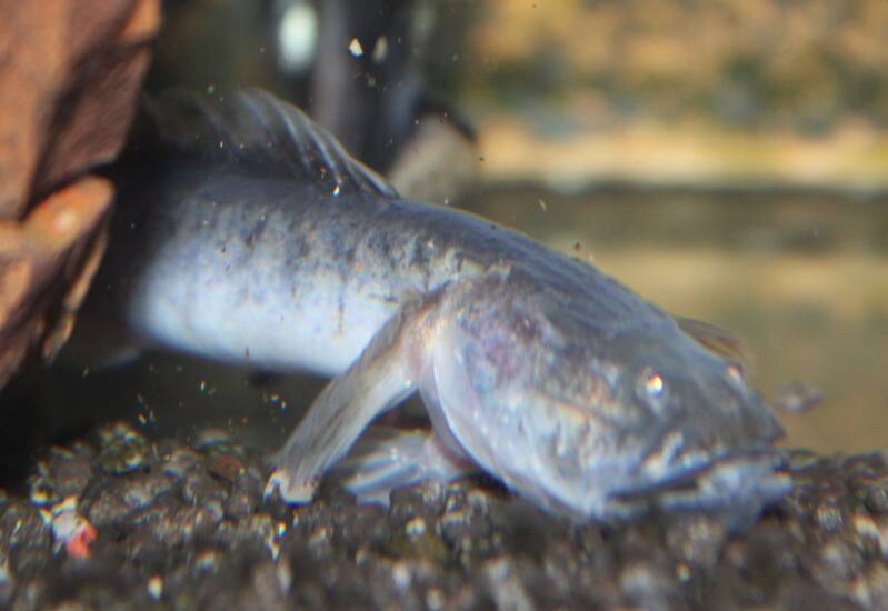 Zijaanzicht van een paarse drakenkopvis die schuilt tussen stenen en kienhout in een zoetwateraquarium.