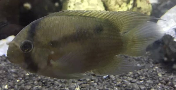 Cleithracara maronii