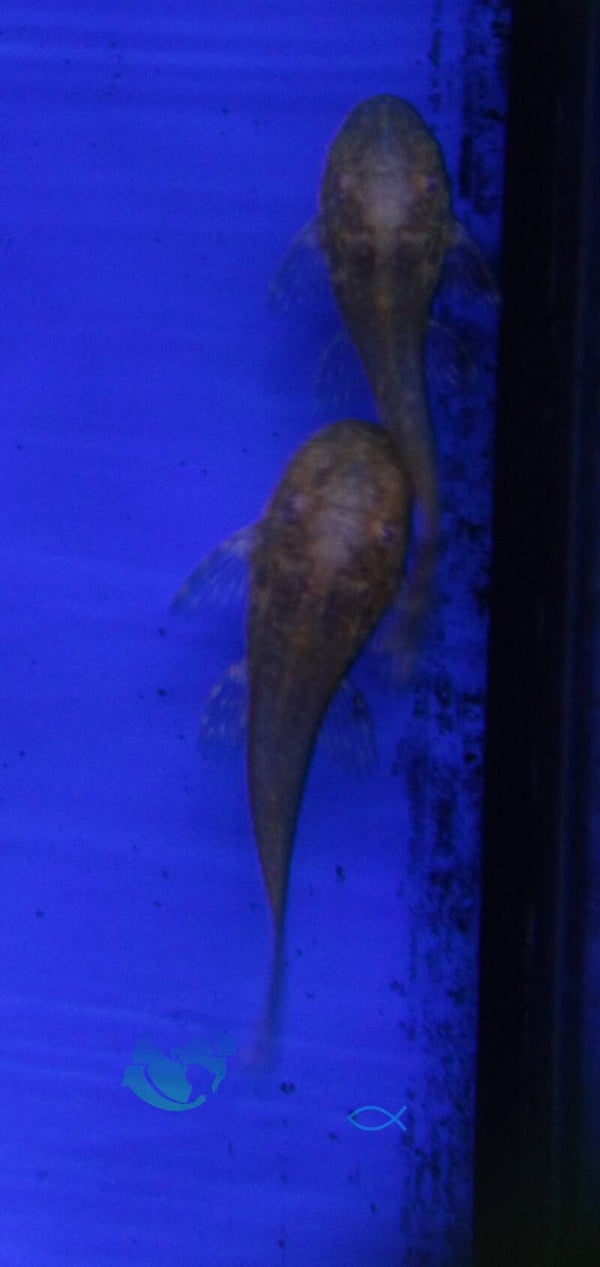 Ancistrus temminckii "Gold"