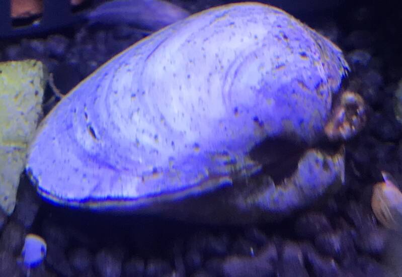 Paarse zoetwatermossel deels ingegraven in de zandbodem van een goed beplant aquarium voor natuurlijke waterfiltering.