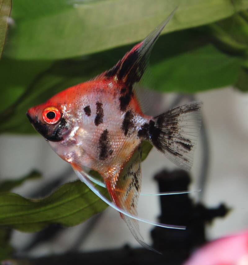 Een Red Devil maanvis met opvallende, vurig oranjerode vlekken en lange vinnen beweegt statig langs groene aquariumplanten.