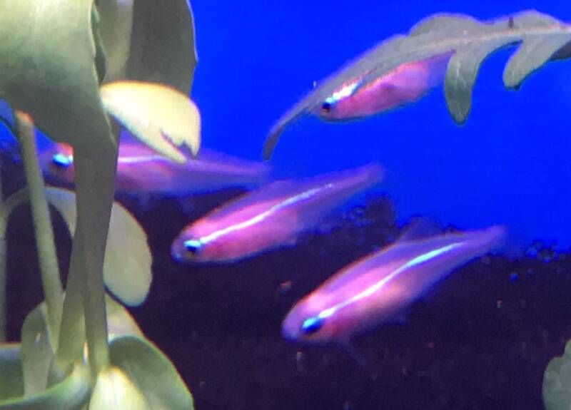 School van Gouden Neon Tetra's (Paracheirodon innesi Gold) zwemmend in een beplant aquarium met een donkere bodem.