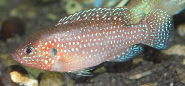 Hemichromis lifalili