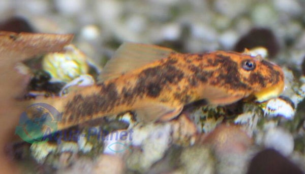 Ancistrus temminckii "Calico"