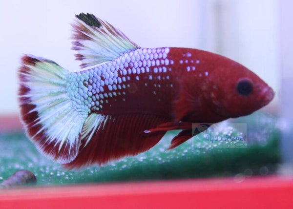 Betta splendens - Hellboy Red