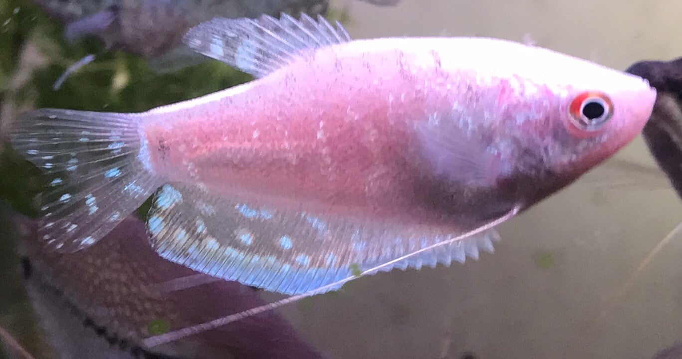 Trichogaster trichopterus "Platinum"