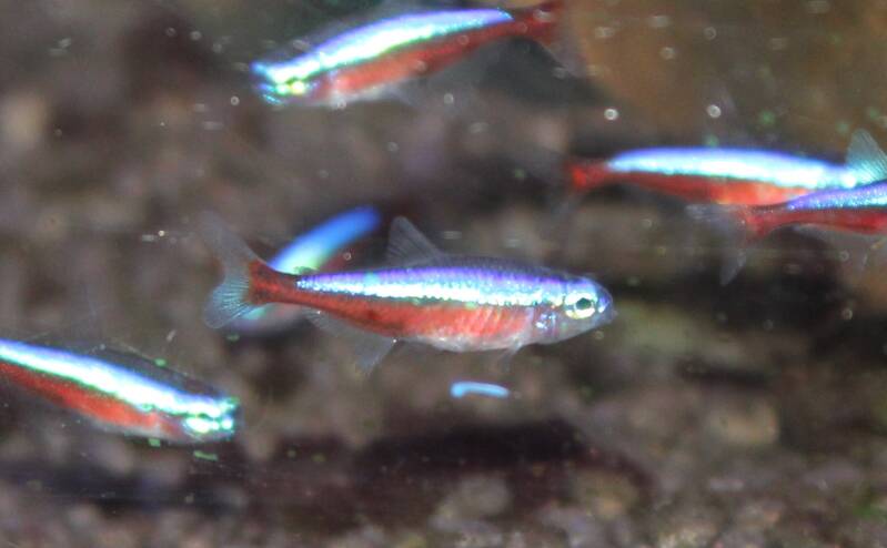 School Kardinaaltetra Paracheirodon axelrodi in aquarium