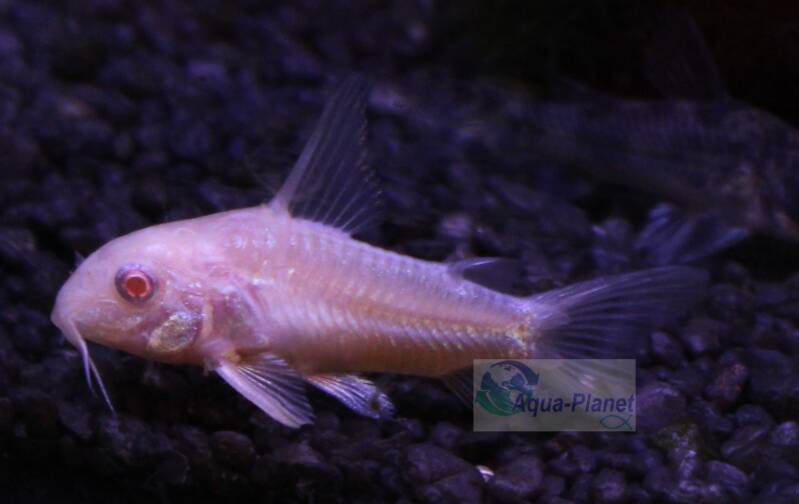 Witte Corydoras paleatus albino pantsermeerval