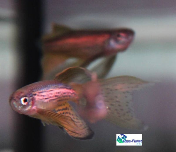 Brachydanio frankei "Longfin"